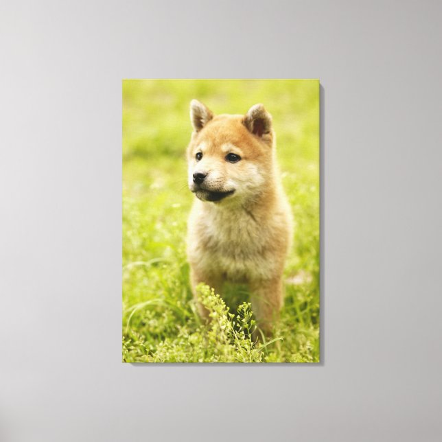 Lienzo Popo chiba (Anverso)