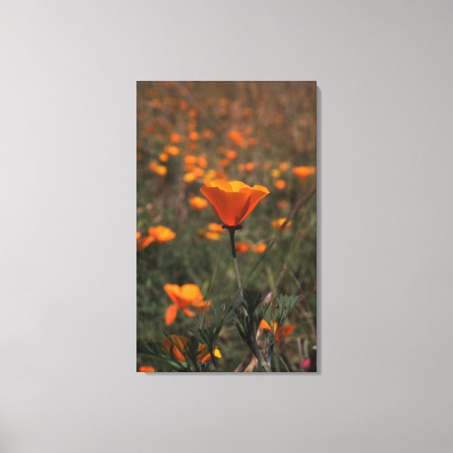 Lienzo Poppen (Anverso)