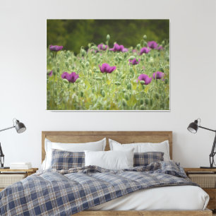 Lienzo Poppies morados en pradera floreciente