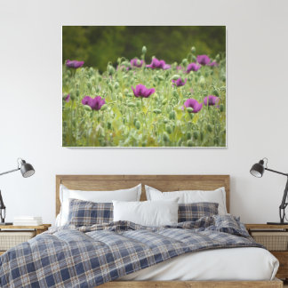 Lienzo Poppies morados en pradera floreciente