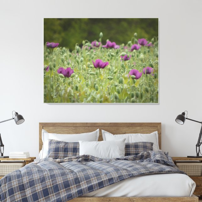 Lienzo Poppies morados en pradera floreciente (Insitu(Dormitorio))