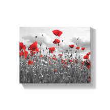 Poppies salvajes en negro, blanco y rojo