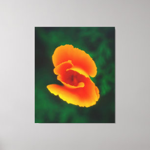 Lienzo Poppy California