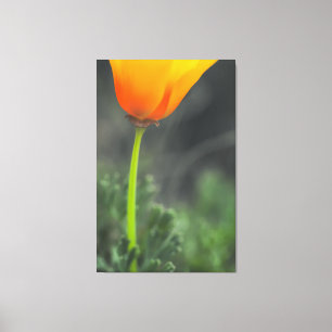 Lienzo Poppy de California