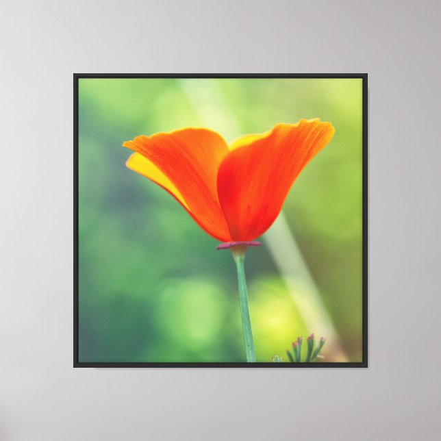 Lienzo Poppy de California (Anverso)