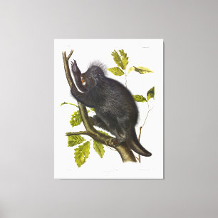 Lienzo Porcupine de Norteamérica o Canadá por Audubon