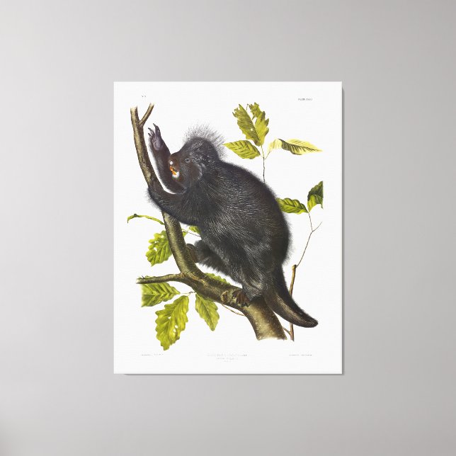Lienzo Porcupine de Norteamérica o Canadá por Audubon (Anverso)