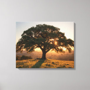 Lienzo Póster de Lone Oak Hill Country - Paisaje de Texas
