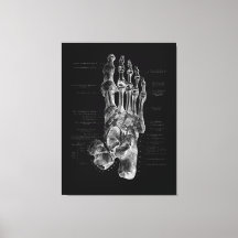 Poster Médico Podiatra de Anatomía de Pie