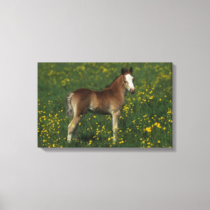 Lienzo Potro Galés