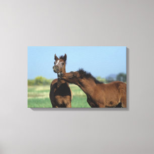 Lienzo Potros que juegan 2