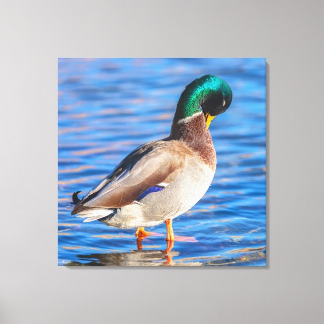 Lienzo Preening Mallard (Anverso)