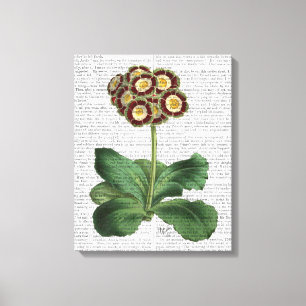 Lienzo Primea Auricula Red