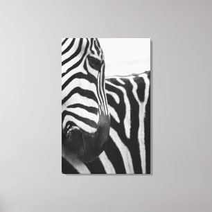 Lienzo Primer de la cara y del hombro de la cebra