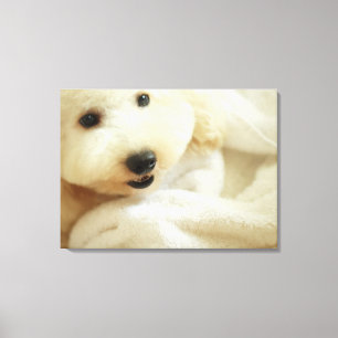 Lienzo Primer de un caniche miniatura 2