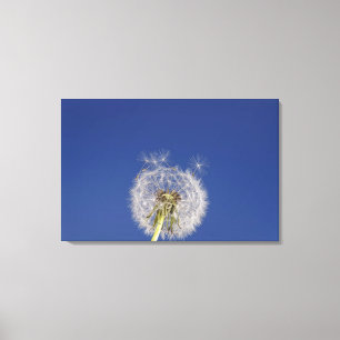 Lienzo Primer de un diente de león