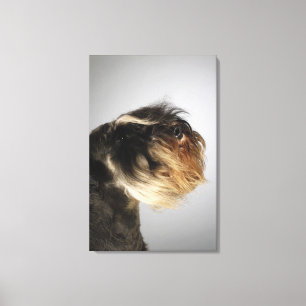Lienzo Primer de un Schnauzer