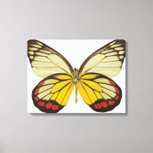 Lienzo Primer de una mariposa 3