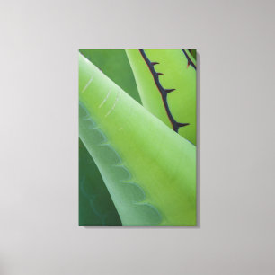 Lienzo Primer Plano De Agave