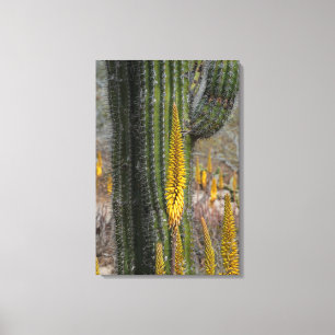 Lienzo Primer Plano de Cactus y Agave