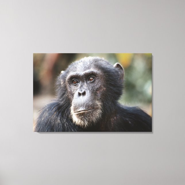 Lienzo Primer plano de chimpancé macho (Anverso)