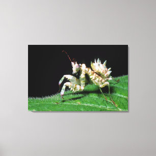 Lienzo Primer plano de la mantis Hottentot