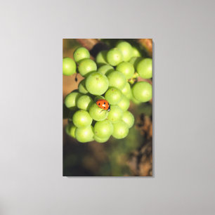 Lienzo Primer plano de mariquita en uvas verdes Pinot Noi