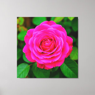 Lienzo Primer plano de rosa rosa vibrante