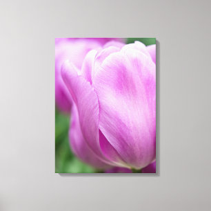 Lienzo Primer plano de tulipán