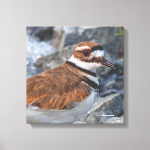 Lienzo Primer plano de un ave playera Killdeer sobre las