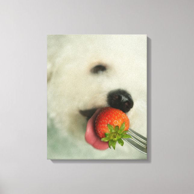 Lienzo Primer plano de una frambuesa de Bichon comiendo u (Anverso)