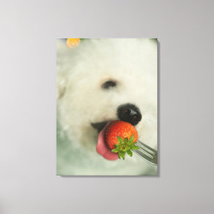 Lienzo Primer plano de una frambuesa de Bichon comiendo u