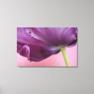 Lienzo Primer plano del envés de la flor de tulipán, Kuek