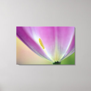 Lienzo Primer plano del envés de la flor de tulipán, Kuek