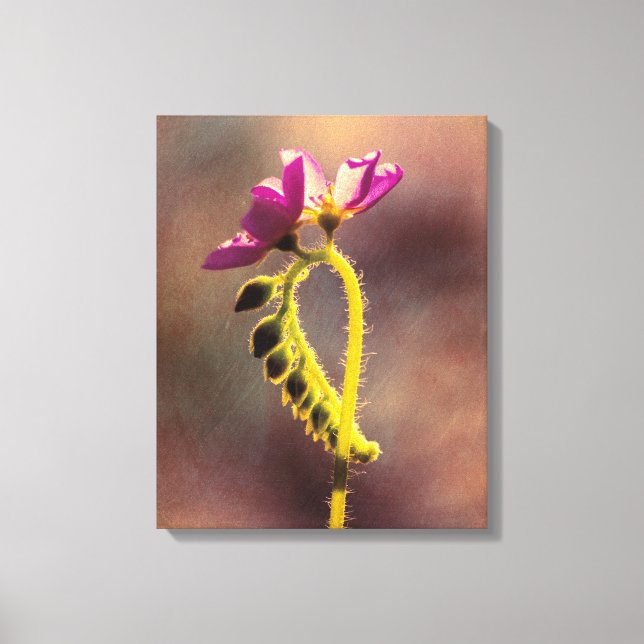 Lienzo Primero en florecer (Anverso)