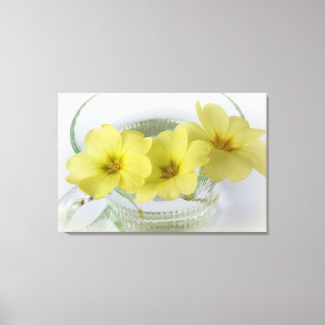 Lienzo primrose en una taza de café (Anverso)
