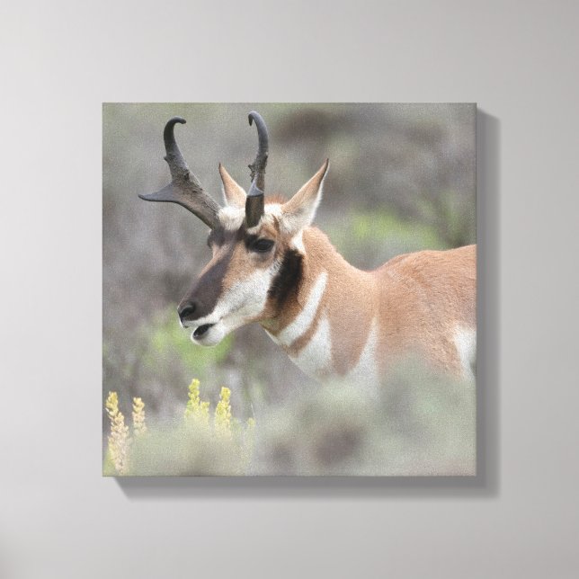Lienzo Pronghorn Antelope Buck | Grandes tetones (Anverso)