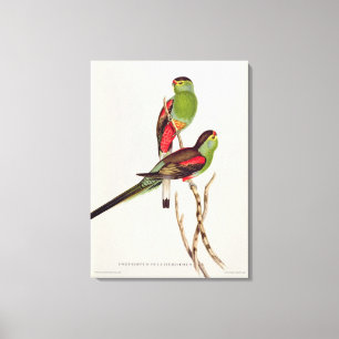 Lienzo Psefotus Pulcherrimus