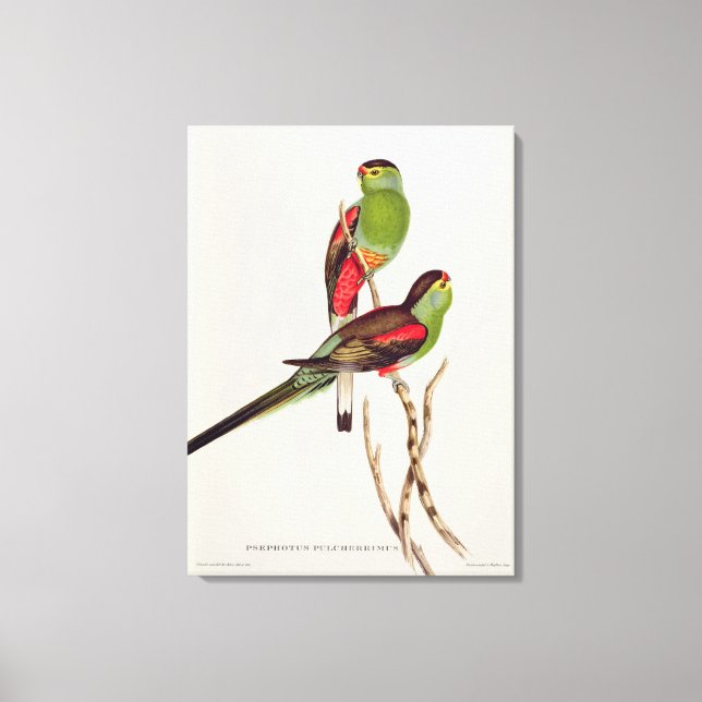Lienzo Psefotus Pulcherrimus (Anverso)