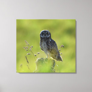 Lienzo Pueo hawaiano