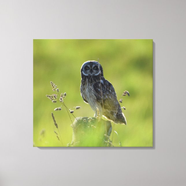 Lienzo Pueo hawaiano (Anverso)