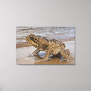 Lienzo puerto deportivo de Cane Toad Rhinella, anteriorme