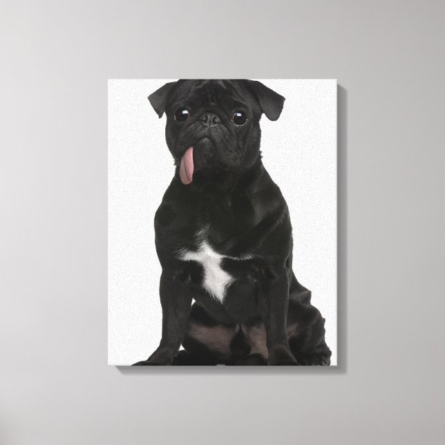 Lienzo Pug (1 año de edad) sentado con la lengua colgando (Anverso)