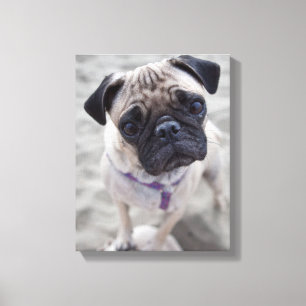 Lienzo Pug Closeup