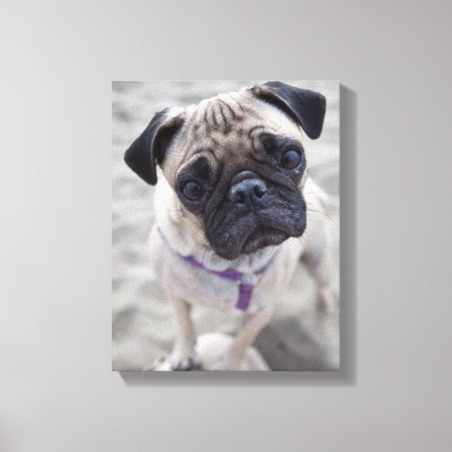 Lienzo Pug Closeup (Anverso)