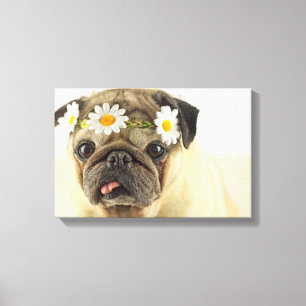 Lienzo Pug con la corona de margarita