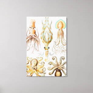 Lienzo Pulpo Calamar, Gamochonia por Ernst Haeckel