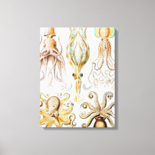 Lienzo Pulpo Calamar, Gamochonia por Ernst Haeckel