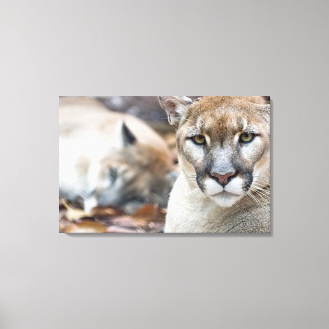 Lienzo Puma, león de montaña, pantera de Florida, Puma (Anverso)
