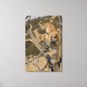 Lienzo Puma, también conocido como puma, león de montaña;